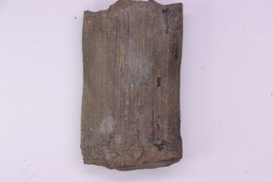 Fougère : CALAMITES SUCKOWII - Stephanian (carbonifere) Mine BARRAT, Montceaux les Mines (71) FRANCE