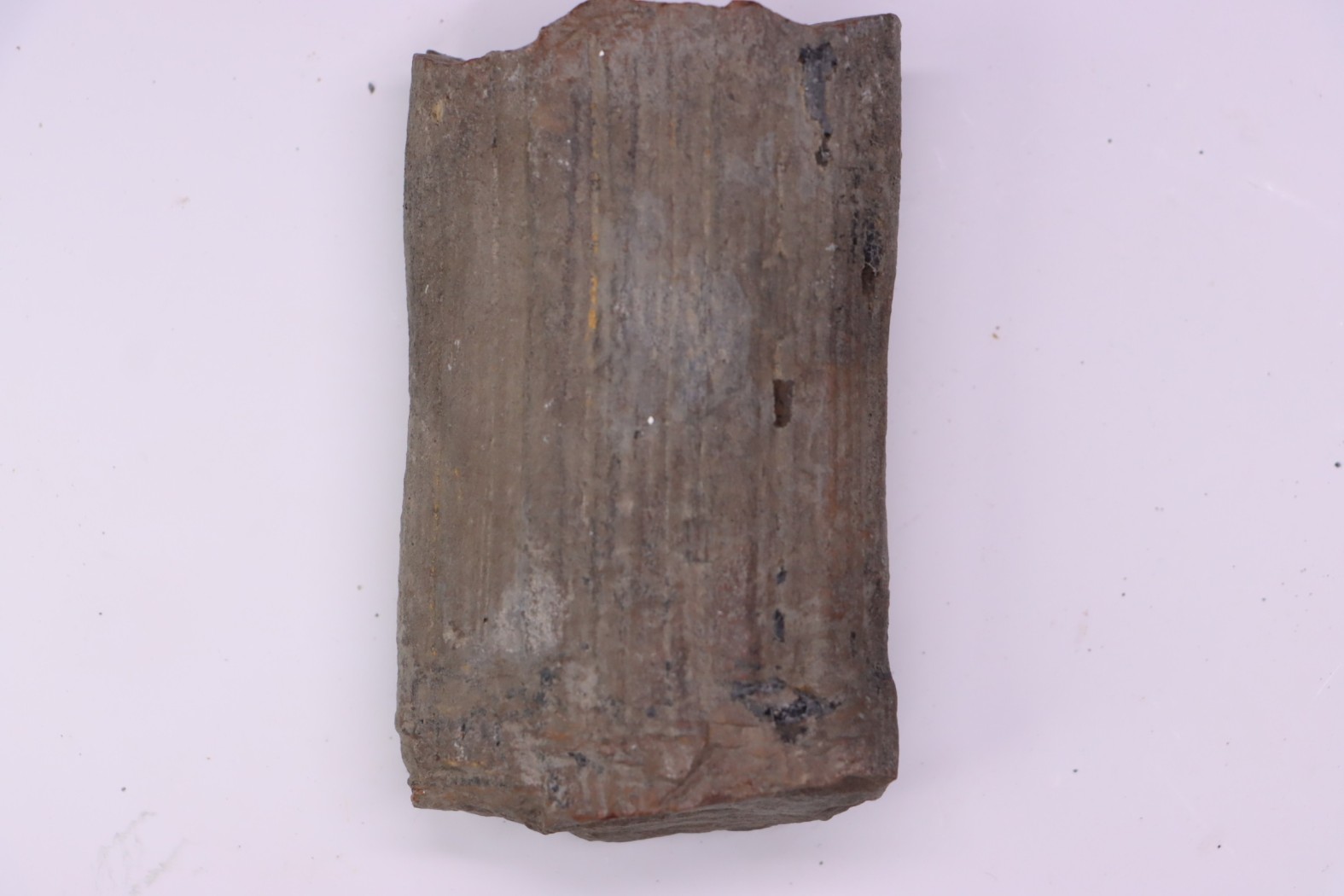 Fougère : CALAMITES SUCKOWII - Stephanian (carboniferous) Mine BARRAT, Montceaux les Mines (71) FRANCE