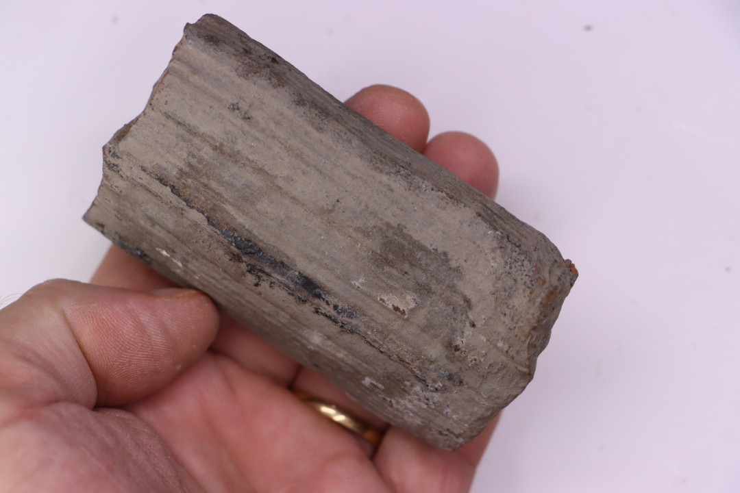 Fougère :  CALAMITES SUCKOWII - Stephanian (carboniferous)   Mine BARRAT, Montceaux les Mines (71) FRANCE