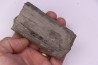 Fougère : CALAMITES SUCKOWII - Stephanian (carboniferous) Mine BARRAT, Montceaux les Mines (71) FRANCE