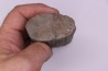 Fougère : CALAMITES SUCKOWII - Stephanian (carboniferous) Mine BARRAT, Montceaux les Mines (71) FRANCE