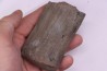 Fougère : CALAMITES SUCKOWII - Stephanian (carboniferous) Mine BARRAT, Montceaux les Mines (71) FRANCE