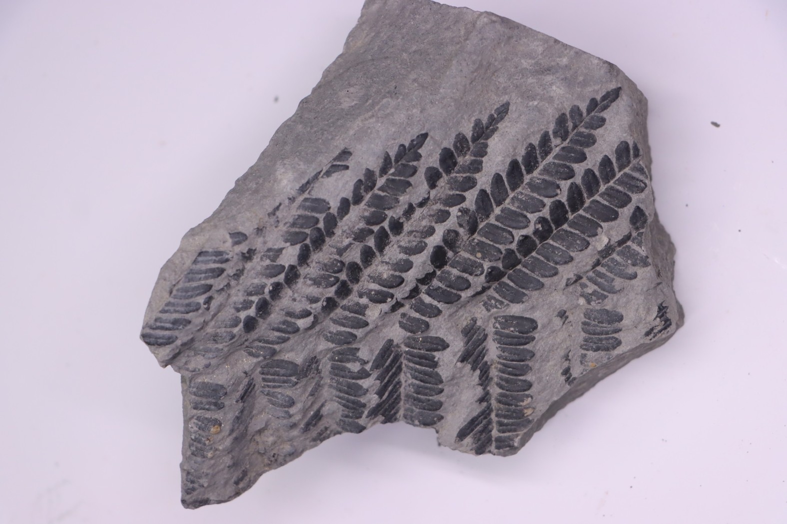 Fougère: PECOPTERIS POLYMORPHA (Brongniart) Stephanian (carbonifere) Sanvignes les Mines (71) FRANCE