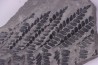 Fougère: PECOPTERIS POLYMORPHA (Brongniart) Stephanian (carboniferous) Sanvignes les Mines (71) FRANCE