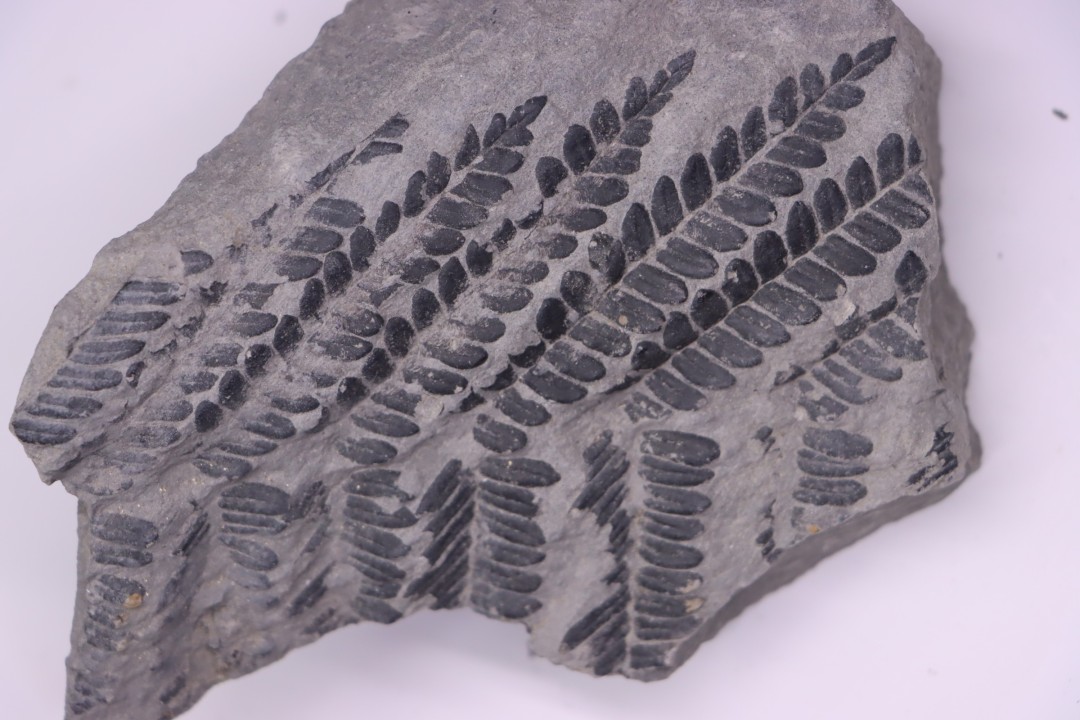 Fougère:  PECOPTERIS POLYMORPHA (Brongniart)  Stephanian (carboniferous)  Sanvignes les Mines (71) FRANCE