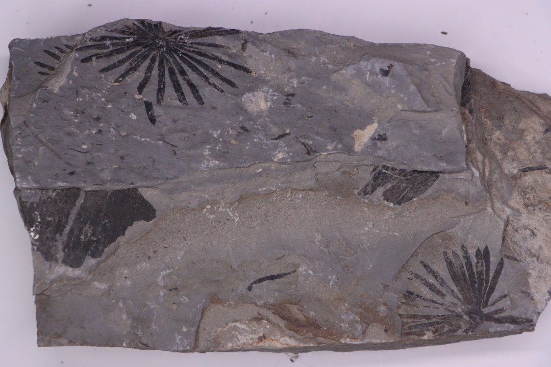 Fougère:  ANULARIA STELLATA Stephanian (carboniferous)  Sanvignes les Mines (71) FRANCE