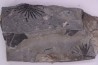 Fougère: ANULARIA STELLATA Stephanian (carboniferous) Sanvignes les Mines (71) FRANCE