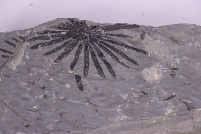 Fougère: ANULARIA STELLATA Stephanian (carbonifere) Sanvignes les Mines (71) FRANCE