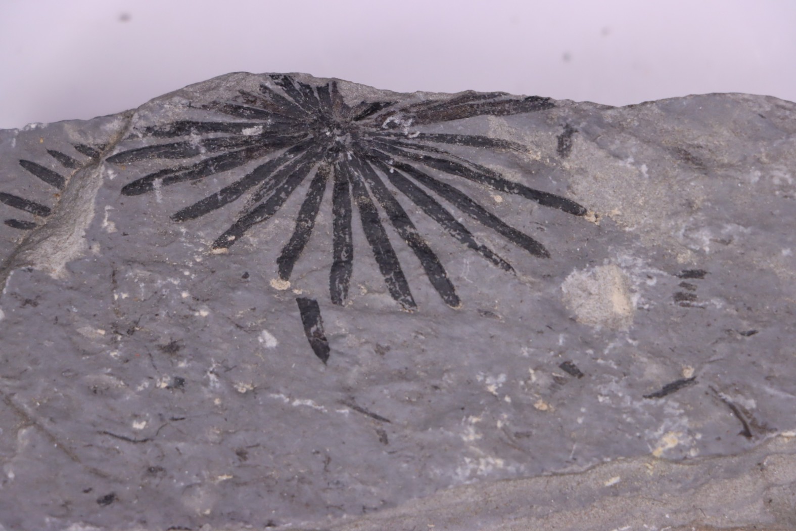 Fougère: ANULARIA STELLATA Stephanian (carbonifere) Sanvignes les Mines (71) FRANCE