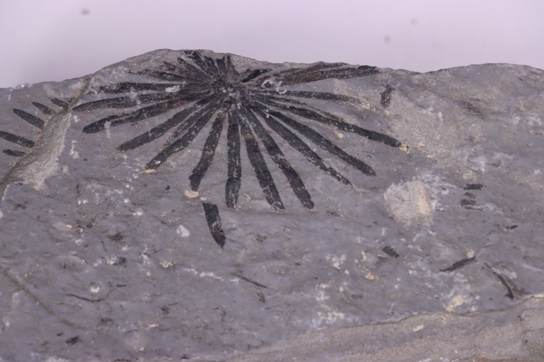 Fougère: ANULARIA STELLATA Stephanian (carbonifere) Sanvignes les Mines (71) FRANCE