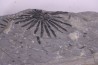 Fougère: ANULARIA STELLATA Stephanian (carbonifere) Sanvignes les Mines (71) FRANCE