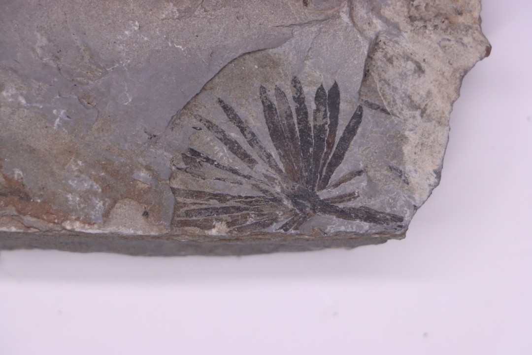 Fougère: ANULARIA STELLATA Stephanian (carbonifere) Sanvignes les Mines (71) FRANCE