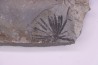 Fougère: ANULARIA STELLATA Stephanian (carboniferous) Sanvignes les Mines (71) FRANCE