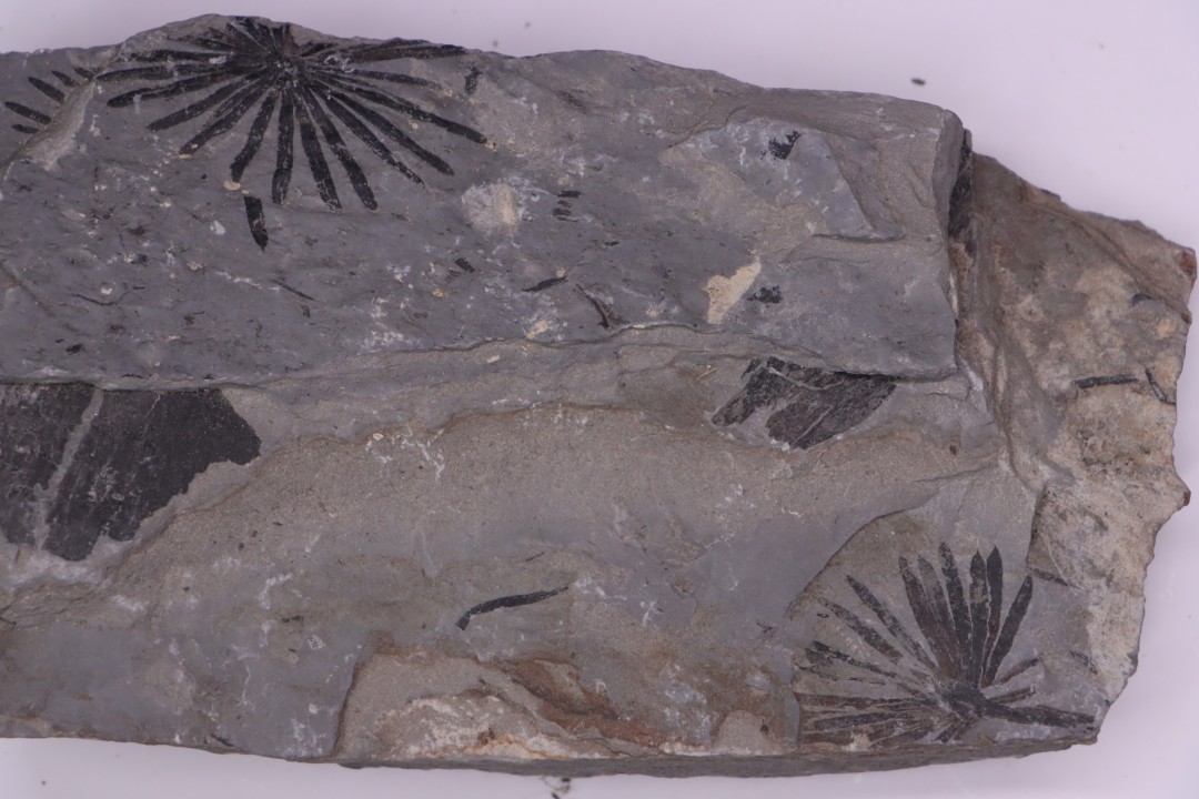 Fougère:  ANULARIA STELLATA Stephanian (carboniferous)  Sanvignes les Mines (71) FRANCE