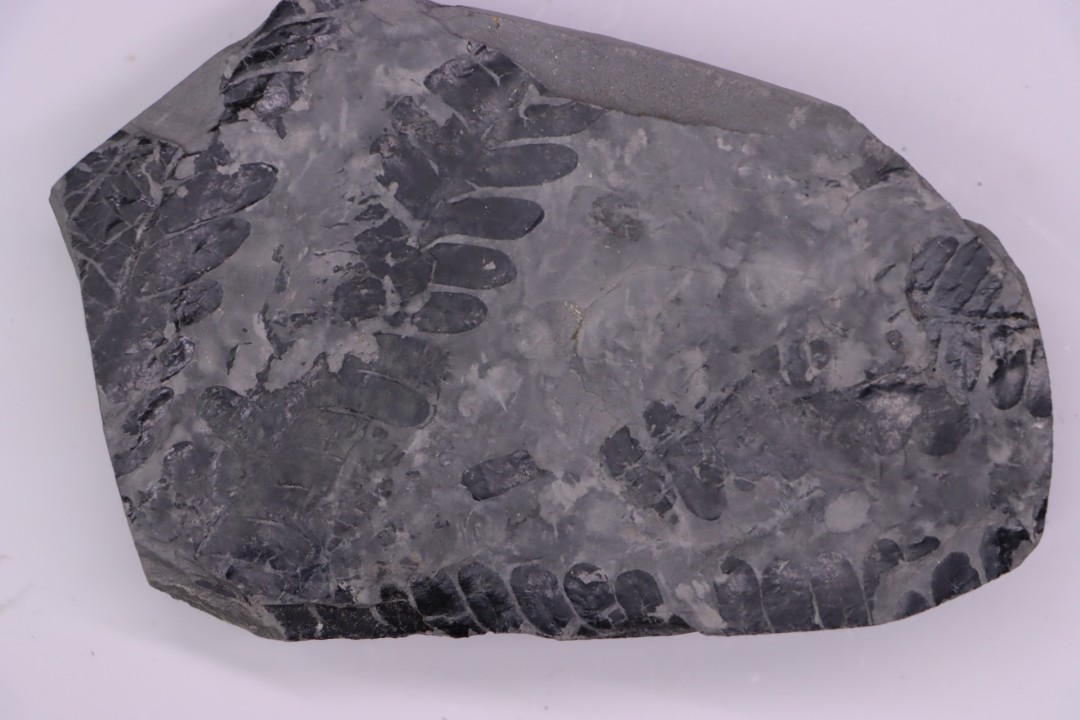 Fougère: PECOPTERIS hemitelioides (Brongniart, 1833)  Stephanian (carbonifere) Sanvignes les Mines (71) FRANCE
