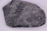 Fougère: PECOPTERIS hemitelioides (Brongniart, 1833)  Stephanian (carboniferous)  Sanvignes les Mines (71) FRANCE