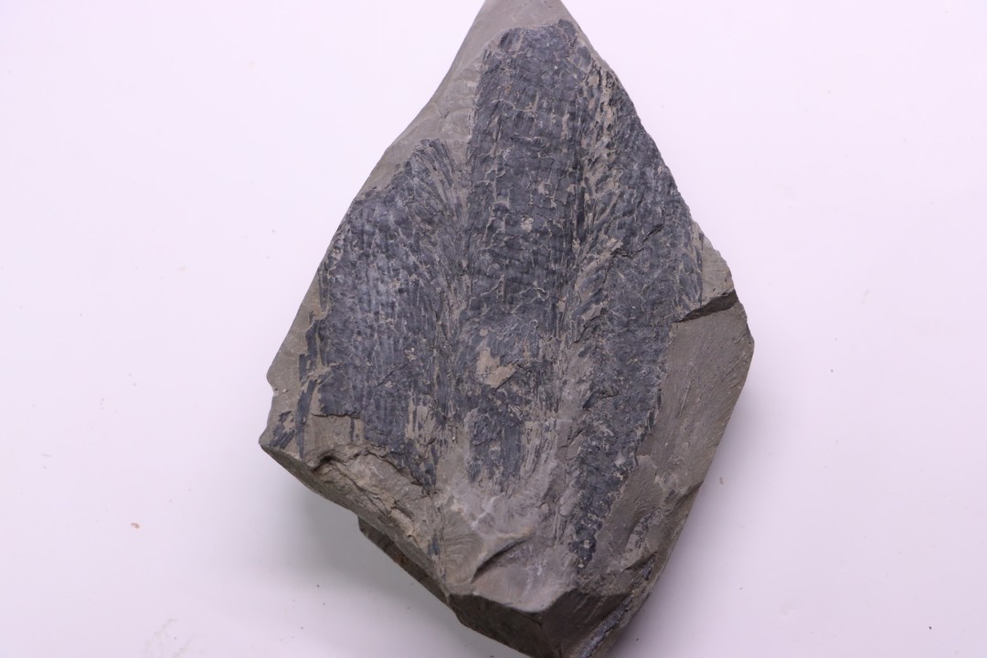 bourgeon spiciformes:  Macrostachya infundubiliformis - Stephanian (carbonifere)  Sanvignes les Mines (71) FRANCE