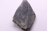 bourgeon spiciformes: Macrostachya infundubiliformis - Stephanian (carbonifere) Sanvignes les Mines (71) FRANCE