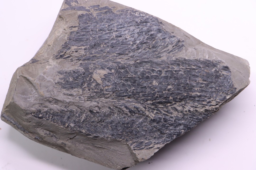 bourgeon spiciformes:  Macrostachya infundubiliformis - Stephanian (carbonifere)  Sanvignes les Mines (71) FRANCE