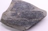 bourgeon spiciformes: Macrostachya infundubiliformis - Stephanian (carbonifere) Sanvignes les Mines (71) FRANCE