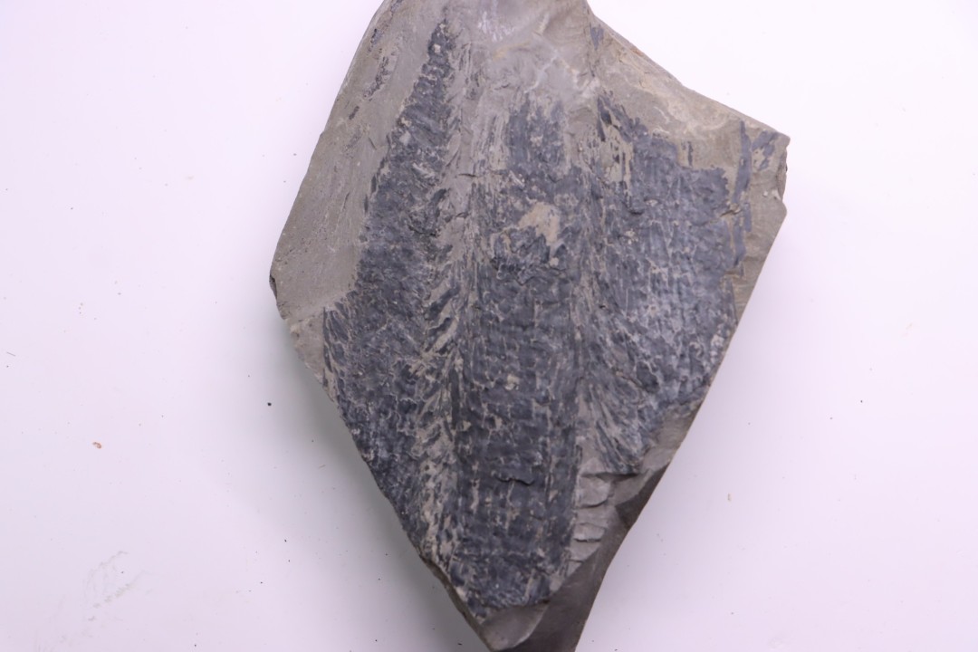 bourgeon spiciformes:  Macrostachya infundubiliformis - Stephanian (carbonifere)  Sanvignes les Mines (71) FRANCE