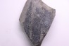 bourgeon spiciformes: Macrostachya infundubiliformis - Stephanian (carbonifere) Sanvignes les Mines (71) FRANCE