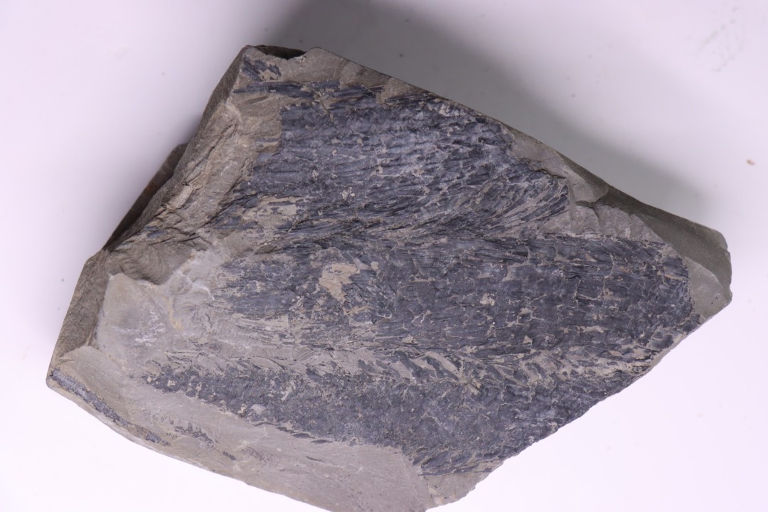 bourgeon spiciformes:  Macrostachya infundubiliformis - Stephanian (carbonifere)  Sanvignes les Mines (71) FRANCE