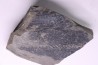 bourgeon spiciformes: Macrostachya infundubiliformis - Stephanian (carbonifere) Sanvignes les Mines (71) FRANCE