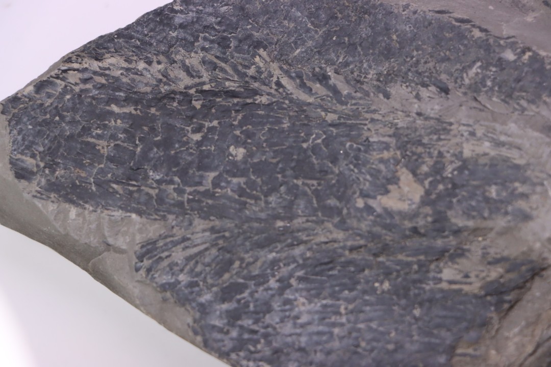 bourgeon spiciformes:  Macrostachya infundubiliformis - Stephanian (carbonifere)  Sanvignes les Mines (71) FRANCE