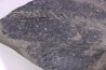 bourgeon spiciformes: Macrostachya infundubiliformis - Stephanian (carbonifere) Sanvignes les Mines (71) FRANCE