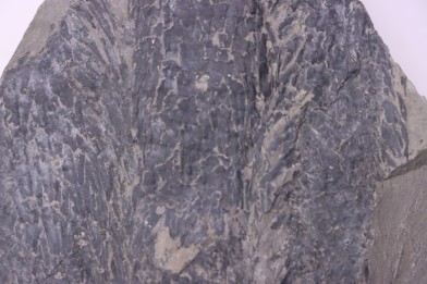 bourgeon spiciformes:  Macrostachya infundubiliformis - Stephanian (carbonifere)  Sanvignes les Mines (71) FRANCE