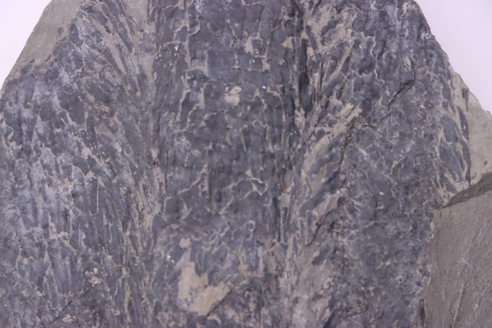 bourgeon spiciformes: Macrostachya infundubiliformis - Stephanian (carbonifere) Sanvignes les Mines (71) FRANCE