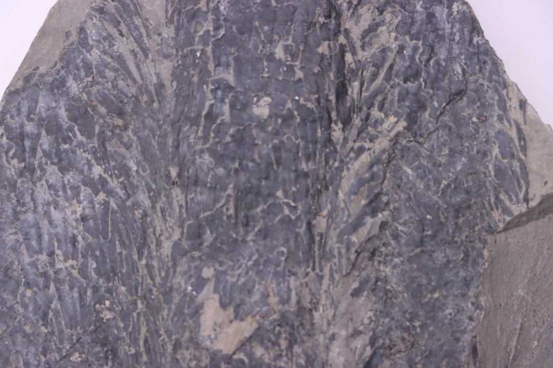 bourgeon spiciformes:  Macrostachya infundubiliformis - Stephanian (carbonifere)  Sanvignes les Mines (71) FRANCE