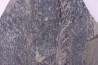 bourgeon spiciformes: Macrostachya infundubiliformis - Stephanian (carbonifere) Sanvignes les Mines (71) FRANCE