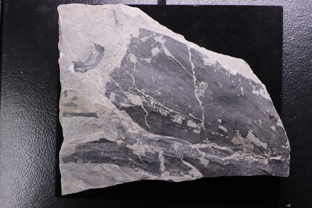 Fougère:  NEUROPTERIS CORDATA  Stephanian (carbonifere)  Sanvignes les Mines (71) FRANCE