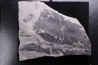 Fougère: NEUROPTERIS CORDATA Stephanian (carboniferous) Sanvignes les Mines (71) FRANCE