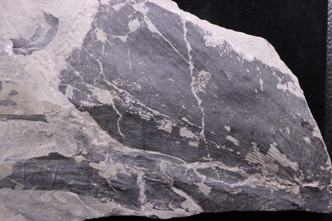 Fougère:  NEUROPTERIS CORDATA  Stephanian (carbonifere)  Sanvignes les Mines (71) FRANCE