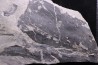 Fougère: NEUROPTERIS CORDATA Stephanian (carboniferous) Sanvignes les Mines (71) FRANCE