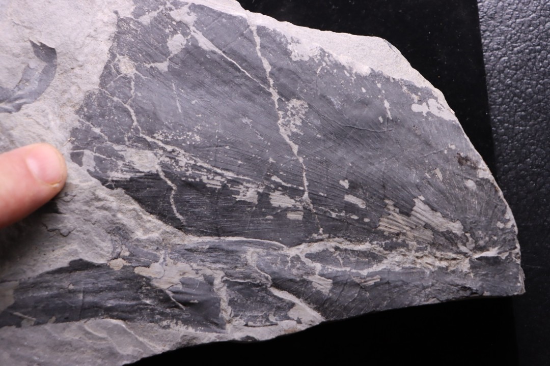 Fougère:  NEUROPTERIS CORDATA  Stephanian (carbonifere)  Sanvignes les Mines (71) FRANCE