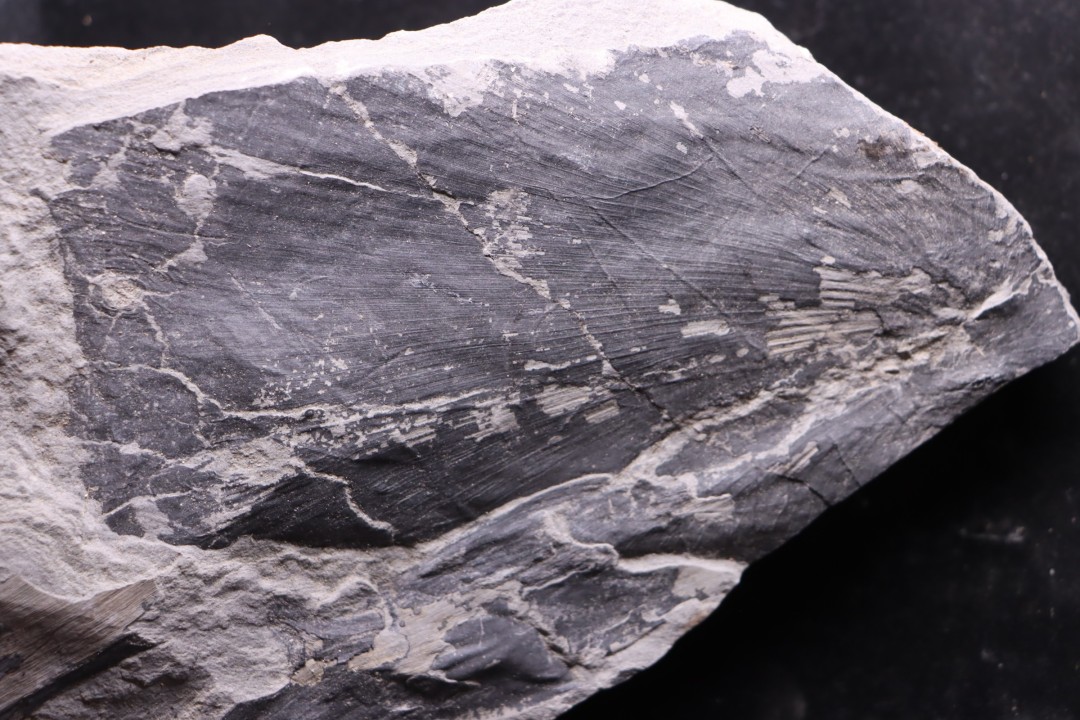 Fougère:  NEUROPTERIS CORDATA  Stephanian (carbonifere)  Sanvignes les Mines (71) FRANCE
