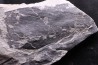 Fougère: NEUROPTERIS CORDATA Stephanian (carboniferous) Sanvignes les Mines (71) FRANCE