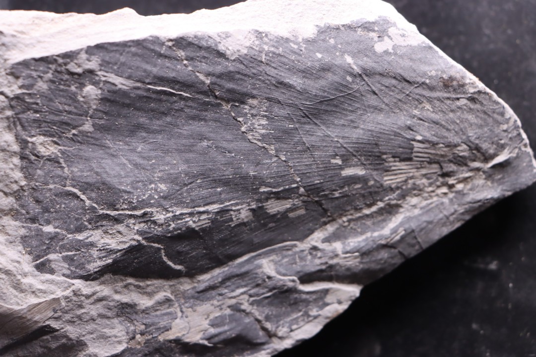 Fougère:  NEUROPTERIS CORDATA  Stephanian (carboniferous)  Sanvignes les Mines (71) FRANCE