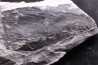 Fougère: NEUROPTERIS CORDATA Stephanian (carboniferous) Sanvignes les Mines (71) FRANCE