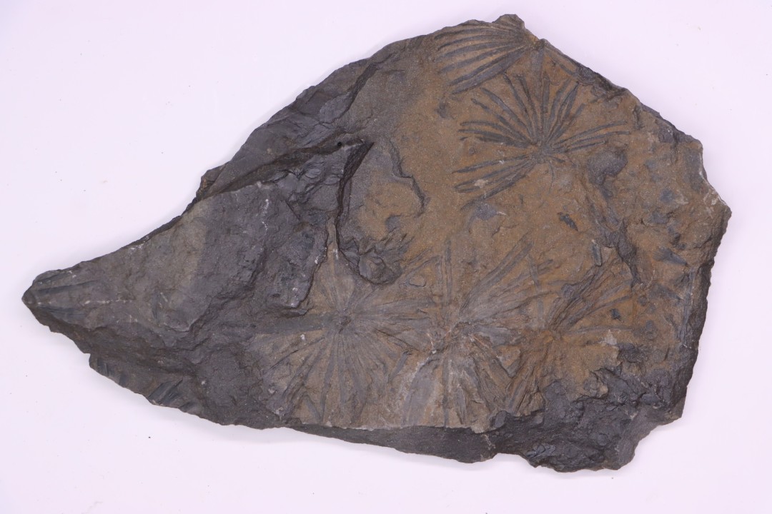 Fougère:  ANULARIA STELLATA Stephanian (carboniferous)  Sanvignes les Mines (71) FRANCE