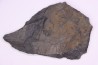 Fougère: ANULARIA STELLATA Stephanian (carbonifere) Sanvignes les Mines (71) FRANCE