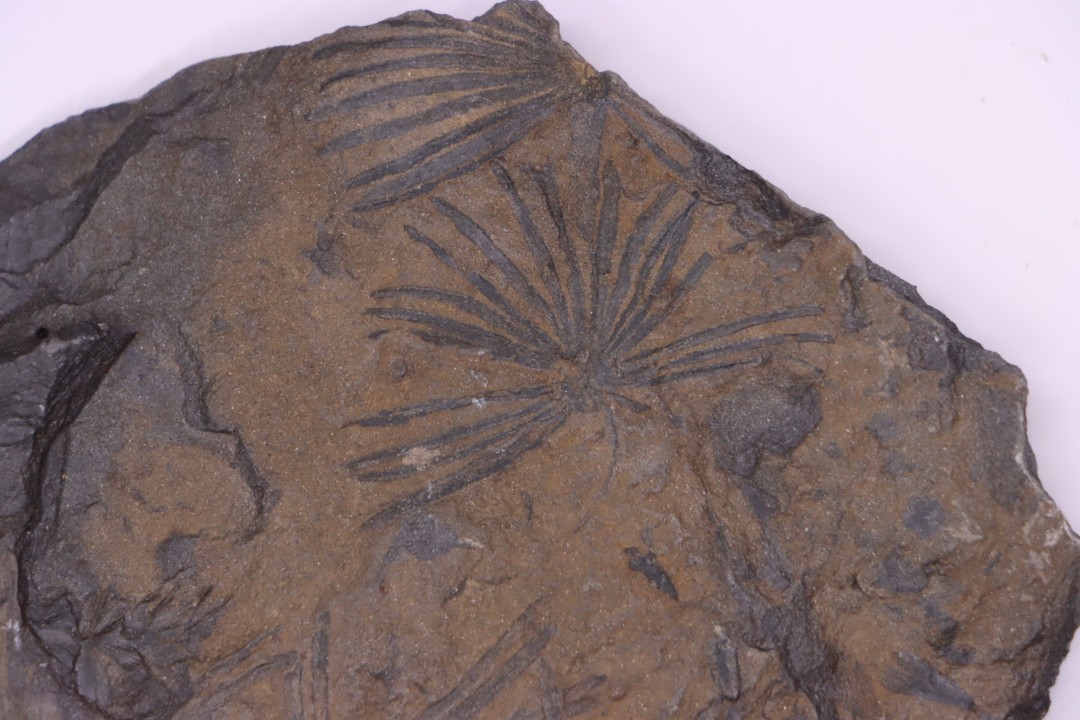 Fougère:  ANULARIA STELLATA Stephanian (carboniferous)  Sanvignes les Mines (71) FRANCE