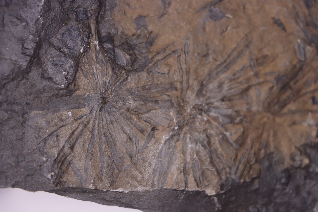 Fougère:  ANULARIA STELLATA Stephanian (carboniferous)  Sanvignes les Mines (71) FRANCE