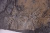 Fougère: ANULARIA STELLATA Stephanian (carboniferous) Sanvignes les Mines (71) FRANCE