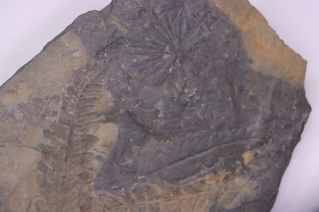 Fougère:  ANULARIA STELLATA Stephanian (carboniferous)  Sanvignes les Mines (71) FRANCE