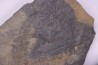 Fougère: ANULARIA STELLATA Stephanian (carbonifere) Sanvignes les Mines (71) FRANCE